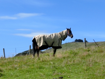 catlins (51)